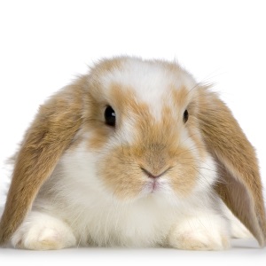 Kaninchen_Lop_single1_klein.jpg