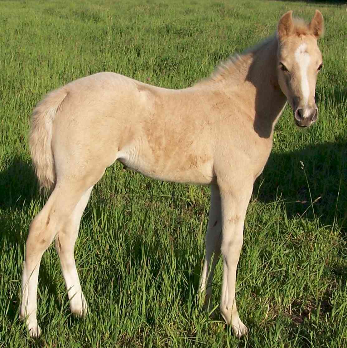 Copy_of_100_2446_Rhonda_Palomino_Filly_2006_Crop_med.jpg