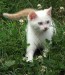 kitten-white-grass.jpg