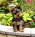 yorkshire-terrier-0127.jpg